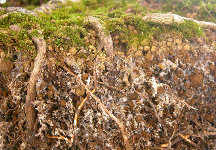 Micorriza Micorriza