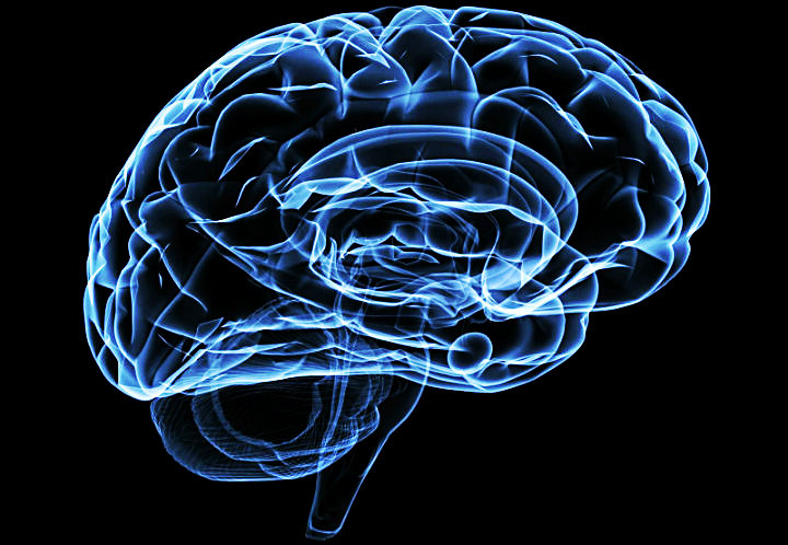 Neuroanatomía Neuroanatomía
